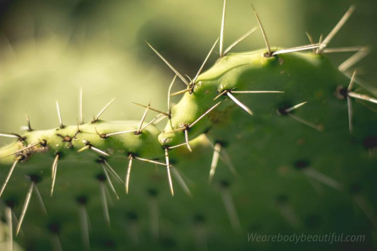 close up of prickly cactus thorns, which feels very uch like leg hair stubble - ouch!