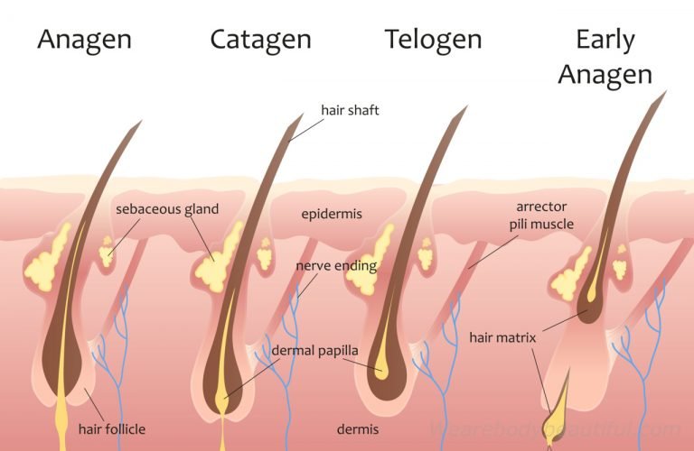 diagram showing the Anagen, Catagen, Telogen and early anagen stages of the hair growth cycle. Laser & iPL works on hair in the anagen growing stage. The damage stops cell growth cells communicating, so the hair enters the inactive Telogen stage.